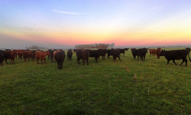 Efecto invernadero: un estudio abordó la incidencia de la ganadería