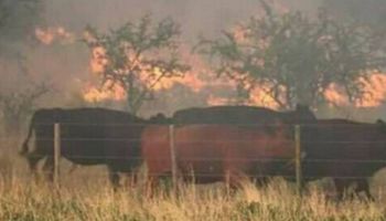 En Río Negro se quemó 20 % de los campos destinados a la ganadería bovina