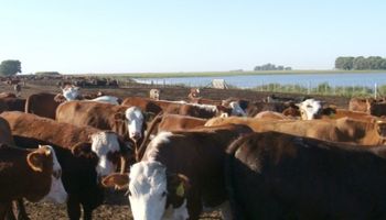Una oportunidad para la ganadería intensiva