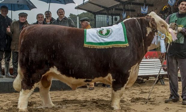 El Gran Campeón Macho Polled Hereford se lució en la Pista Central. Foto: Daniel Sempé / SRA