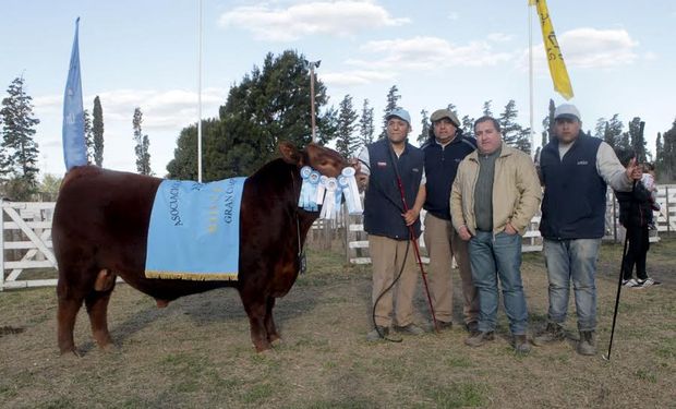 Los mejores reproductores de la Exposición Rural de Río Cuarto.