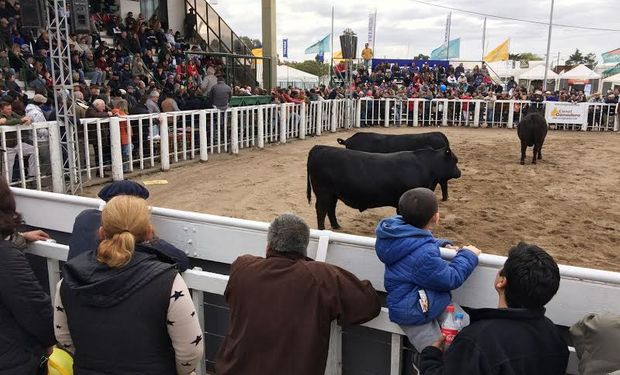 Gran campeón Hereford en La Rural de Río Cuarto.