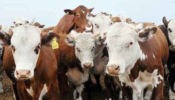 ¿Qué leyes sobre ganadería avanzan en el Senado?