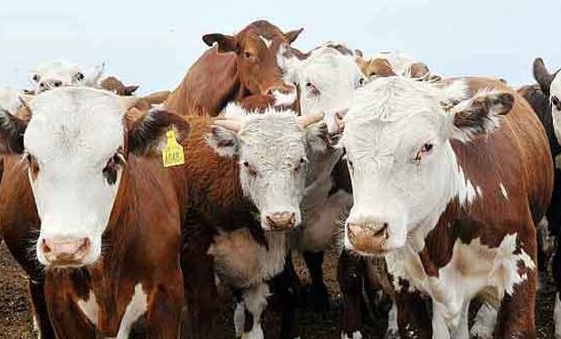 ¿Qué leyes sobre ganadería avanzan en el Senado?