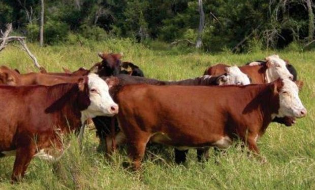 Con manejo, los animales logran ganancias de peso superiores a 500 gramos por día.