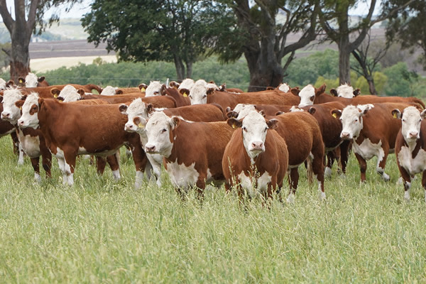 noticiaspuertosantacruz.com.ar - Imagen extraida de: https://news.agrofy.com.ar/noticia/211397/programa-inedito-que-busca-aumentar-50-produccion-carne-hectarea-mas-500-kilos-ano-se