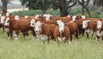 El programa inédito que busca aumentar un 50% la producción de carne por hectárea, con más de 500 kilos al año: "Se pueden lograr sistemas más productivos y sostenibles"