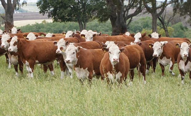 El programa inédito que busca aumentar un 50% la producción de carne por hectárea, con más de 500 kilos al año: "Se pueden lograr sistemas más productivos y sostenibles"