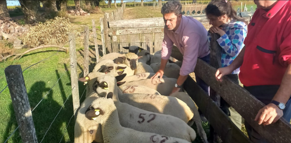 ganaderia argentina ovina