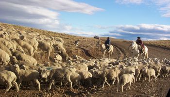 Forrajeras exóticas mejoran la producción ganadera en la Patagonia