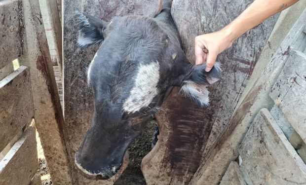 ¿Robo del siglo ganadero? Un importante productor del norte denunció que le faltan 2.000 animales