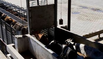 DT-e: el trámite debe ser por autogestión cuando intervenga un consignatario