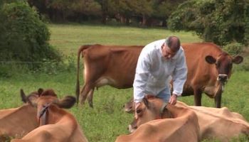 Avances en la aplicación de buenas prácticas para la cadena de bovinos para carne