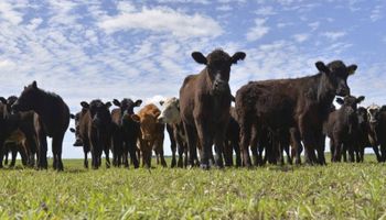 Buscan reducir el impacto de la producción de carne en el calentamiento global