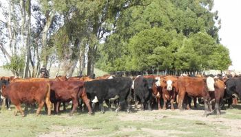 Uruguay: inician un proyecto para fortalecer la ganadería sustentable