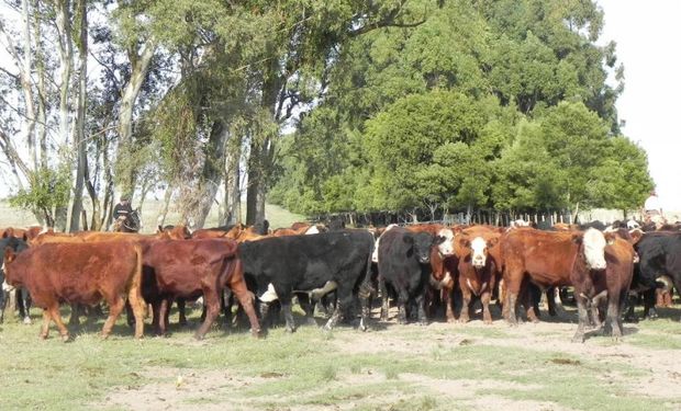 La finalidad es optimizar la producción a través de medidas de manejo simple.