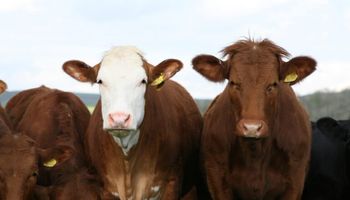 Como nunca: "La ganadería empuja la caja dando liquidez a esquemas agrícolas de baja renta"