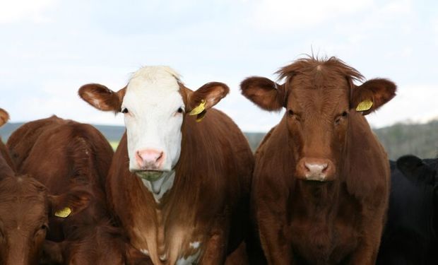 Como nunca: "La ganadería empuja la caja dando liquidez a esquemas agrícolas de baja renta"