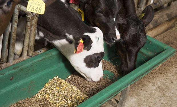 ¿Cómo será el futuro de la producción de alimentos balanceados?