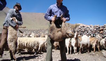 El argentino que se volvió un "guardian" de la ganadería y la raza bovina que desde que bajó del barco hasta la actualidad tiene más de 300 años de adaptación