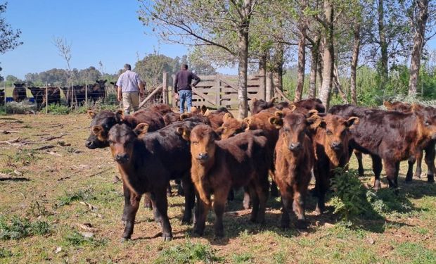 Buscan prorrogar la emergencia agropecuaria por sequía en Río Negro, Chaco, Buenos Aires y La Pampa