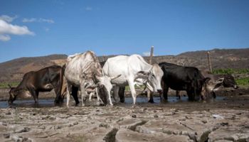 Ganadería en verano: recomendaciones sanitarias y de manejo 