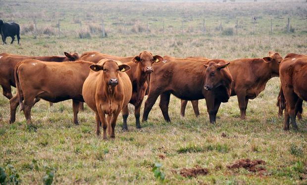 La FAO y América Latina buscan reducir la emisión de gases en la ganadería con recursos, experiencias y producciones inclusivas