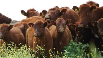 Ganaderos también deberán inscribirse en el Registro de Tierras Rurales