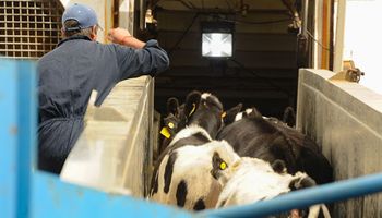 Uruguay exportó 7 mil cabezas de ganado lechero a China