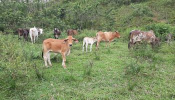 Ecuador instala un dispositivo electrónico en el ganado para combatir el abigeato y el contrabando 