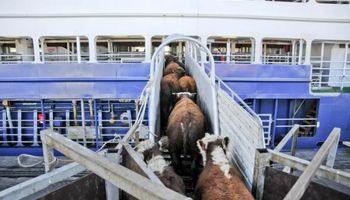 Argentina se suma al negocio global del ganado en pie