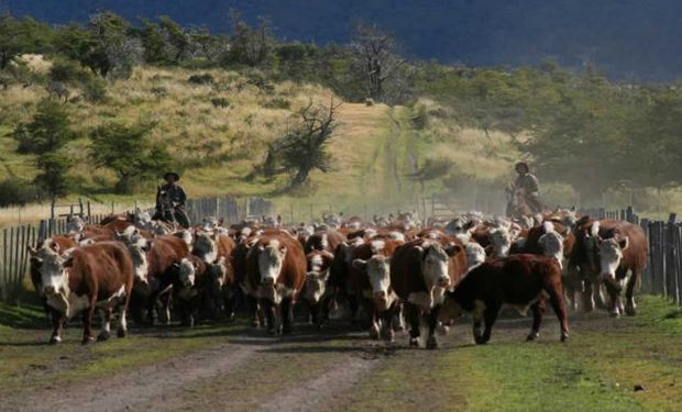 Lo que no ha recibido casi aumento es el precio de los vientres, cuesta vender una vaca preñada en $20.000.