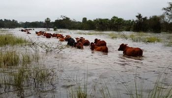 Ganadería: recomendaciones para situaciones de crisis por exceso de agua