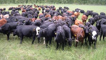 Con faena de vacas récord, la industria cárnica tuvo su actividad más alta en 4 años