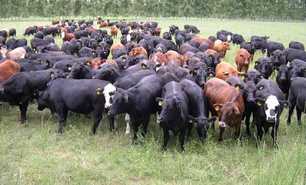 En octubre de este año los habitantes han consumido 2 kg más de carne vacuna que en el mes de septiembre.