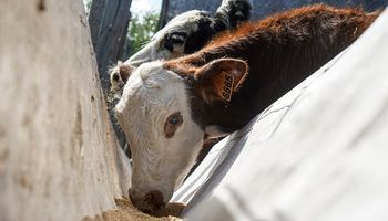 Cómo son los "hoteles para vacas" de Uruguay