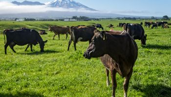 Prevén sacrificar 150 mil vacas en Nueva Zelanda para erradicar una enfermedad