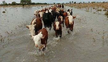 En Corrientes hay 2.000.000 de cabezas de ganado afectadas por las inundaciones