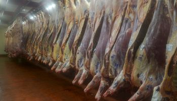 La producción de carne bovina cayó un 11 % y la faena de hembras tuvo un leve aumento