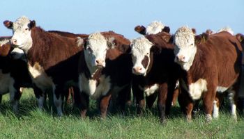 "El feedlotero está buscando una ternera más recriada"