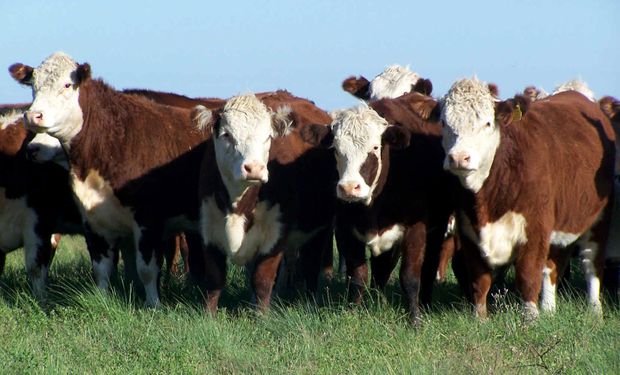 Remate de Rosgan: Los terneros y terneras más pesadas fueron los lotes más demandados.