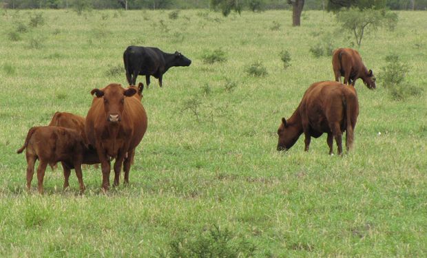 Jornadas de cría y Recría vacuna y engorde a corral.