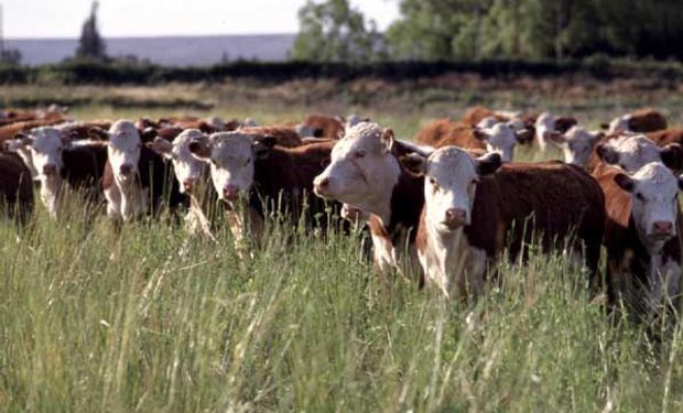 La ganadería es denominada "la caja de ahorro de los campos".