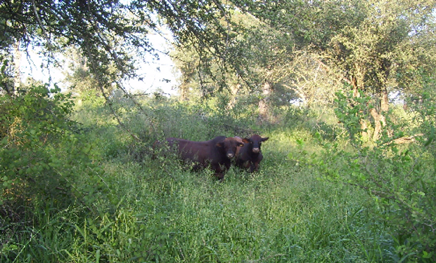 Propuesta del INTA para el manejo eficiente y rentable de la producción bovina y forestal.