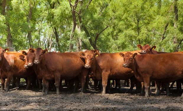 Cuándo se debe cortar el pelo de las vacas si no van a exposición y cómo se  debe hacer?