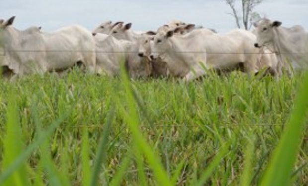 Fuertes exportaciones de carne en Brasil