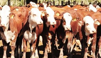 Nuevos proyectos de investigación para la cadena de ganado y carnes