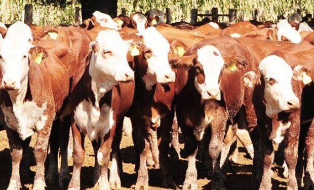Más investigación para la cadena de ganado y carnes.