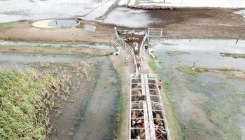Chaco: facilitan el movimiento de ganado por las inundaciones