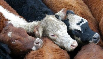 Alerta de la FAO por cruzamientos indiscriminados de ganado